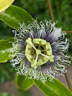 Passion Fruit Yellow Live Plants