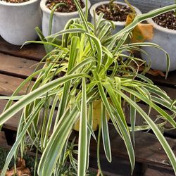 Spider plant 