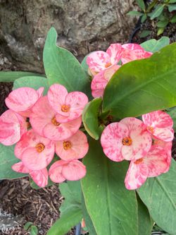 Crown of thorns