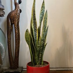 Indoor Mother-in-Law Or Snake Plant