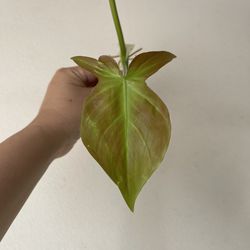 Philodendron Camposportaonum plant CUTTING