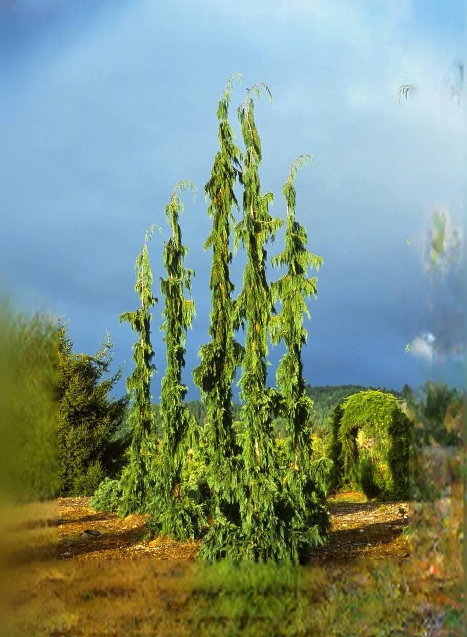 Weeping Alaskan Cedar Trees