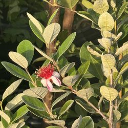 Pineapple Guava Tree 