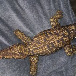 Giant Aligator Plushie 
