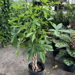 Money Tree In 3 gls Pot. SPECIAL PRICE🤩