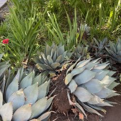 Blue agave