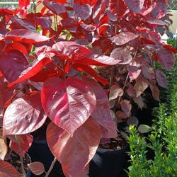 Red Copper Leaf Plants 🌿🌿 7gl $16