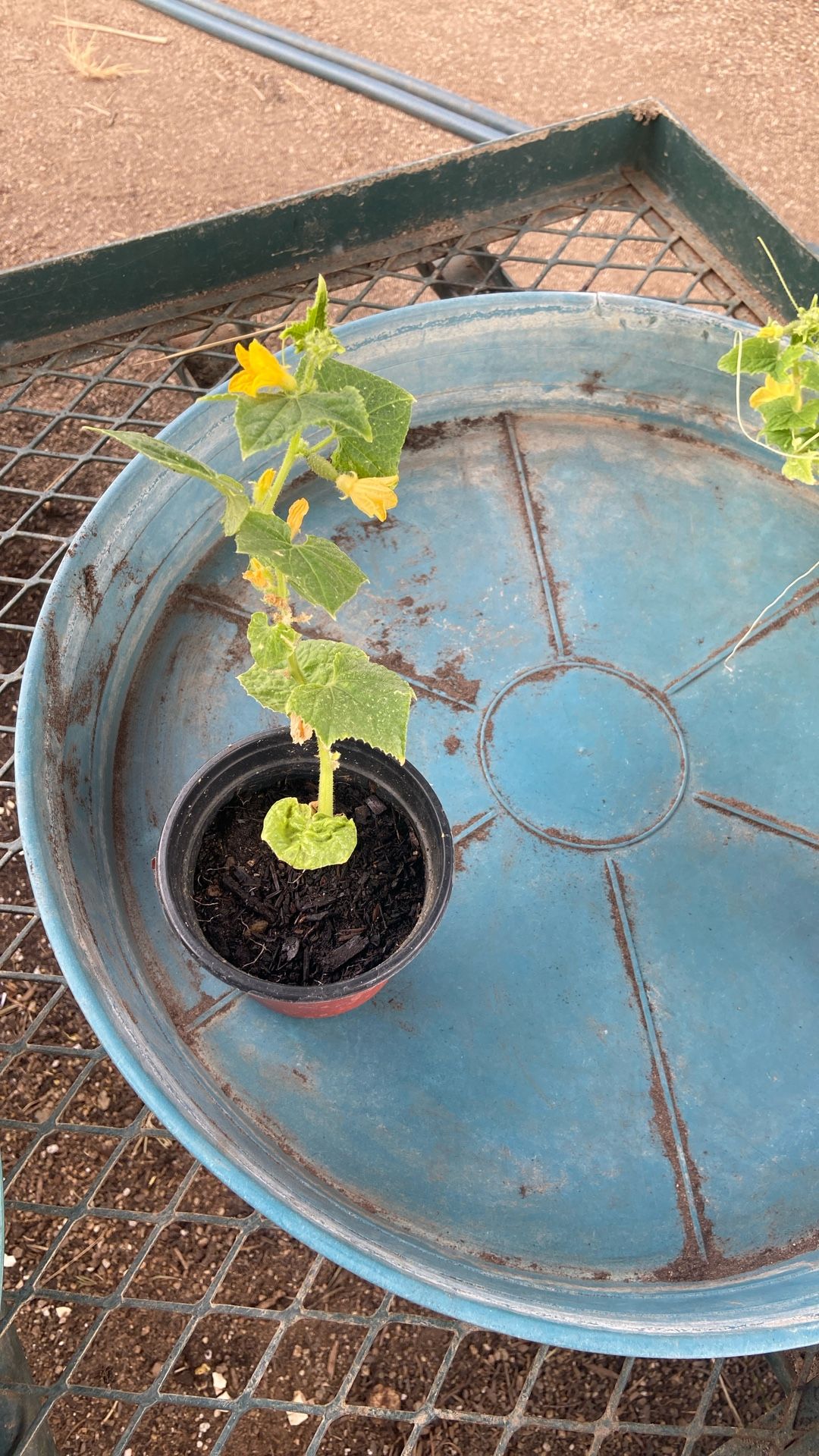 Cucumber Plants