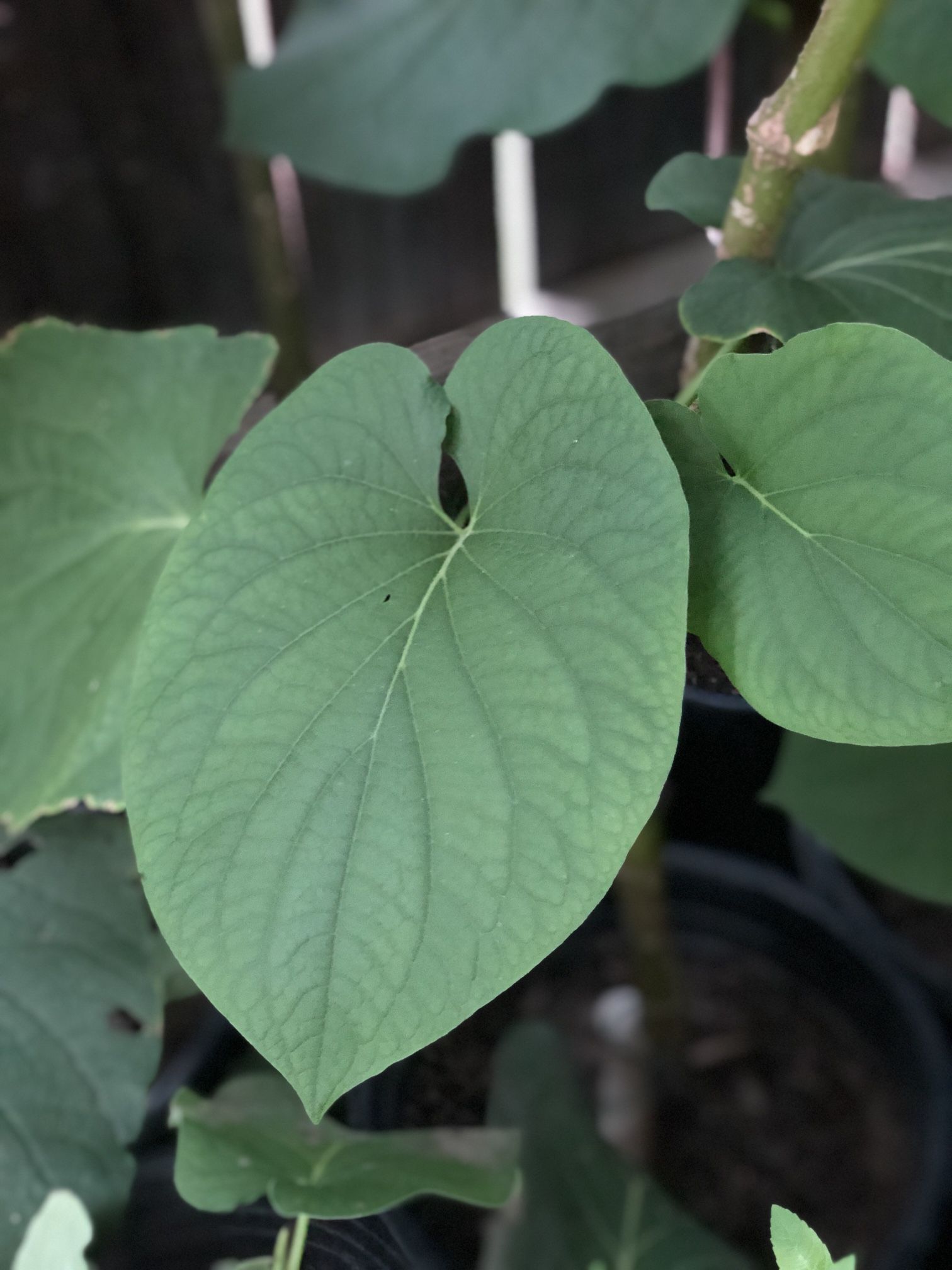 Planta Hoja Santa O Hierba Santa O Acuyo Para Los Tamales O Para Pozole Para Saborear Comida O Para Tea Tiene Muchas Beneficios A $20 cada Y 35 cad