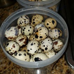 Fresh Quail Egg 