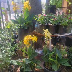 Yellow Canna Lily Plants 