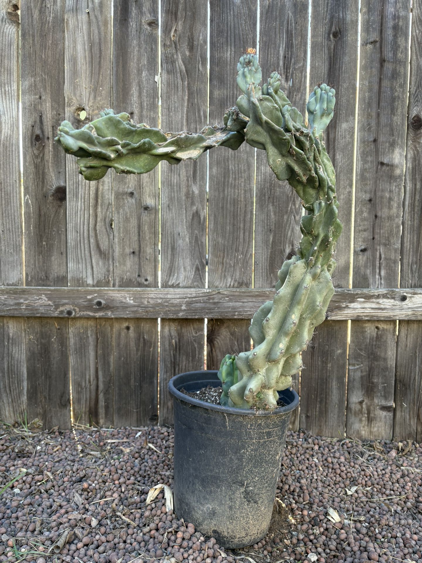 Exotic Cactus 🌵Myrtillocactus Geometrizans Boobie Cactus 22” H