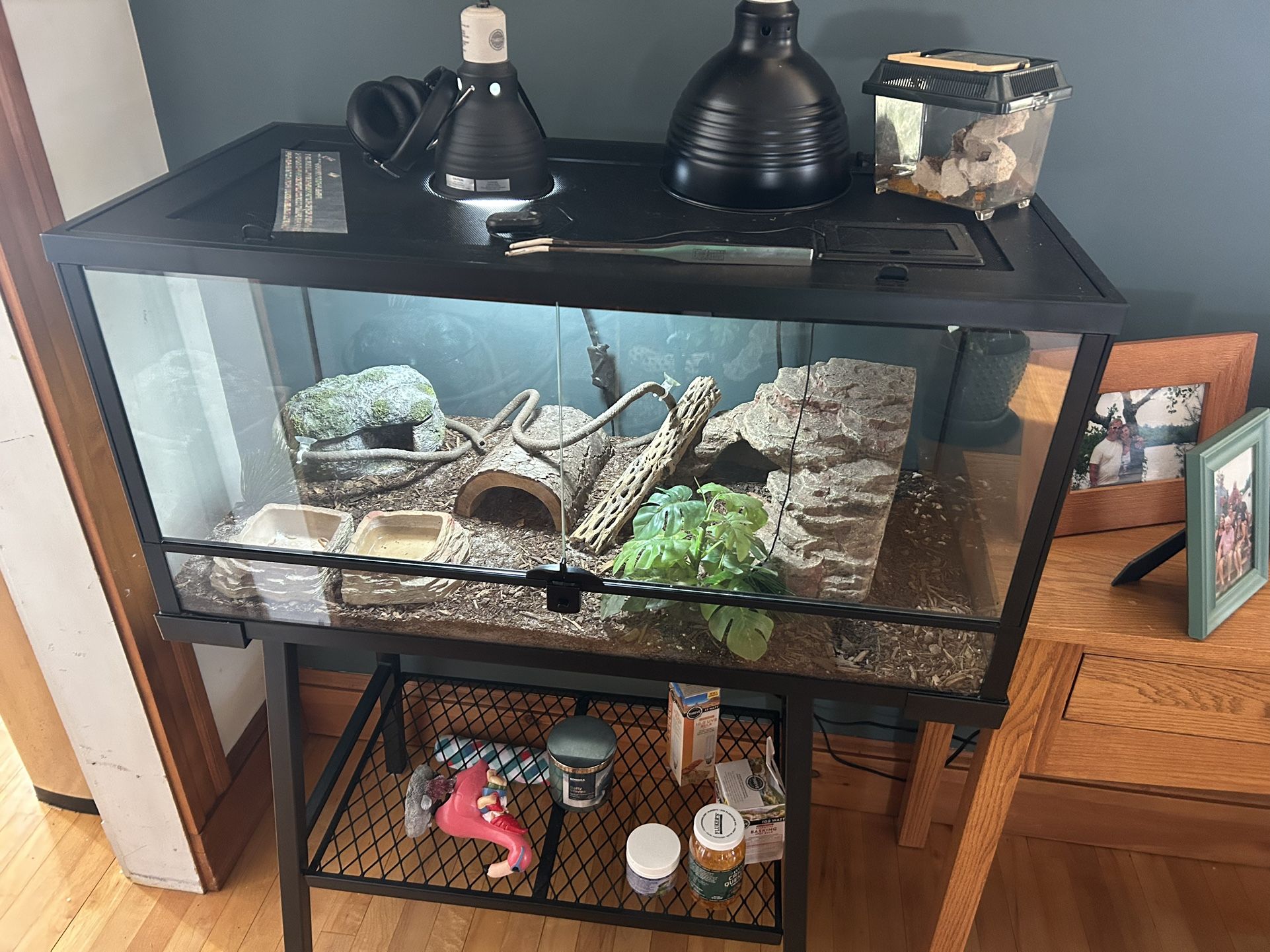 Leopard gecko