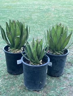 Agave Plants x8