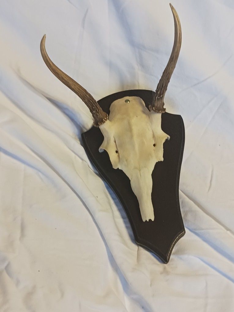 Spike Blacktail Deer Euro Mount