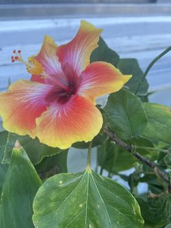 Hibiscus Plant