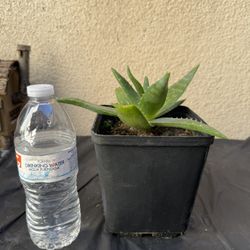 Small Aloe Vera Plant/Savila