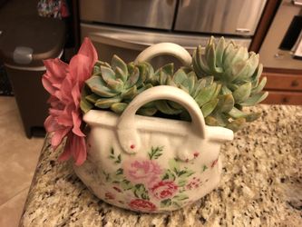 Succulents