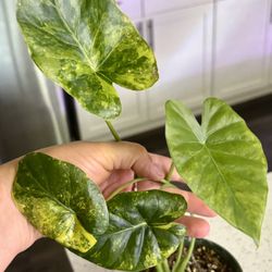 Variegated Alocasia 