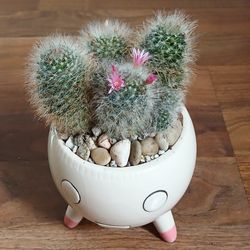 Live Beautiful Flowering Cactus Indoor Houseplants With Small Pink Flowers And 4 Inch Ceramic Beautiful Pot $20