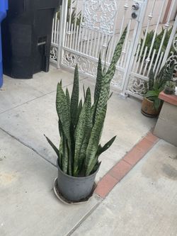 Plant