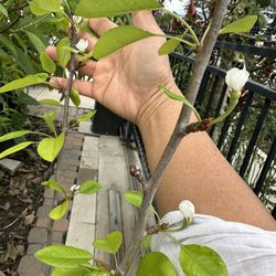 Seckel Pear Fruit Tree Plant With Flowers