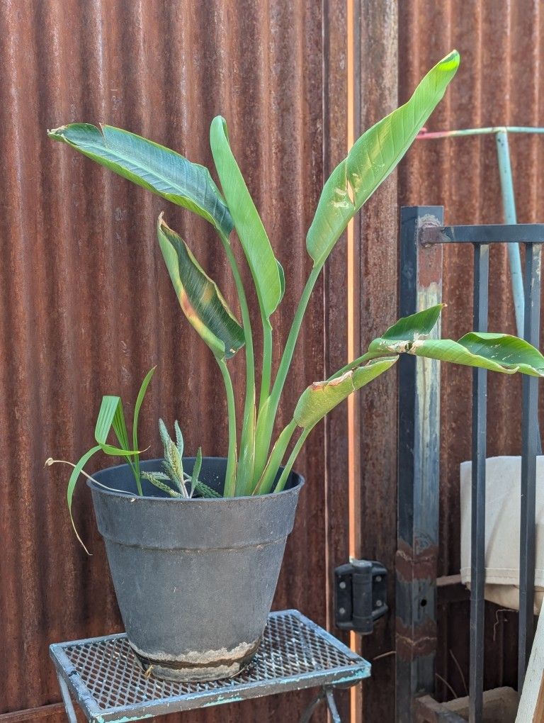 Bird Of Paradise Plant