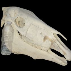 🐎 🐴 🏇 Horse Head Skull Skeleton Taxidermy Decor Hunting Wildlife