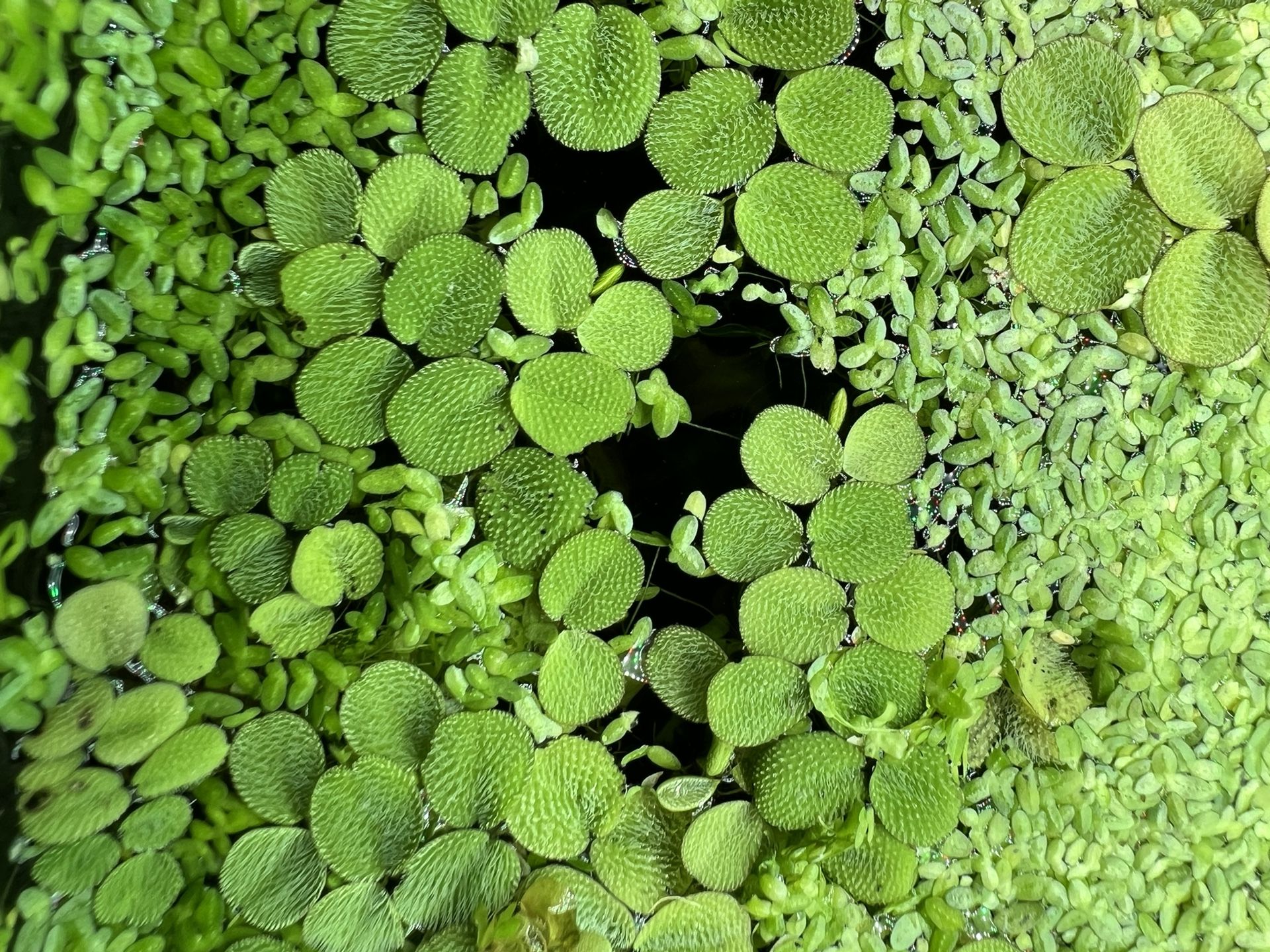 Salvinia Minima Floater Plants