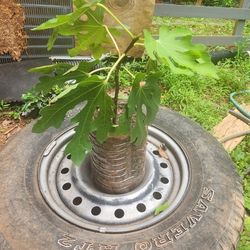 Fige Tree