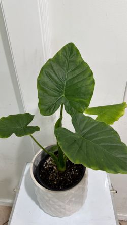 Alocasia Odora