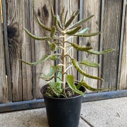 Kalanchoe Mother of Thousands Plant