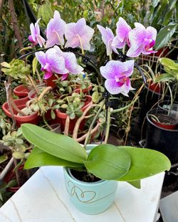 Orchid in a ceramic pot