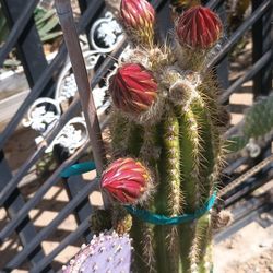 Cactu plants 🌵