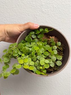 Dischidia nummularia x unknown