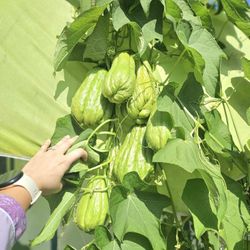 Huge size organic Chayotes $2.50 each or 3/$6. 