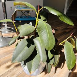 Healthy Real Rubber Is Plant!