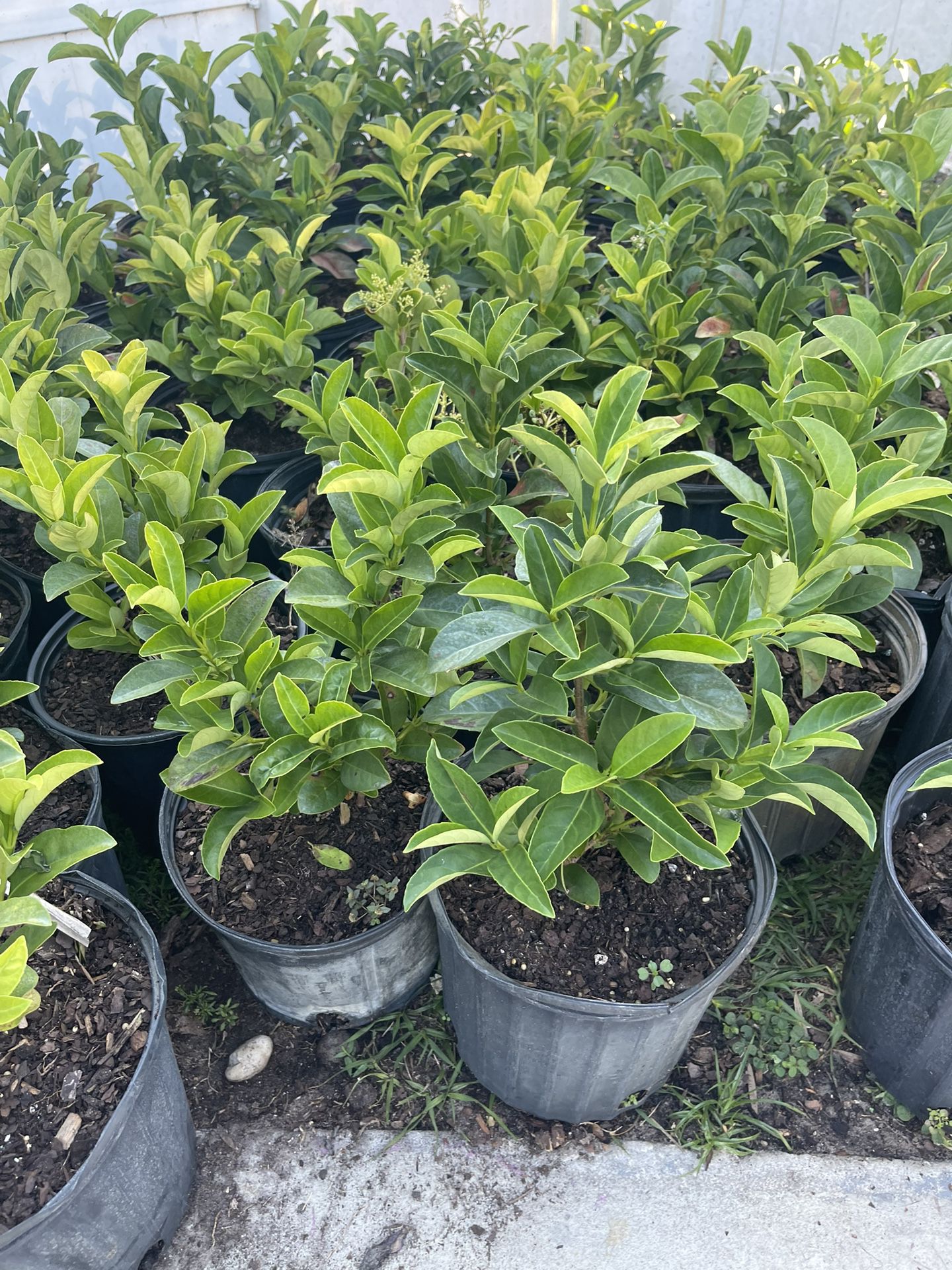 sweet viburnum 3 gallon ready to deliver to all florida 