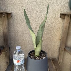 Moonshine Snake Plant
