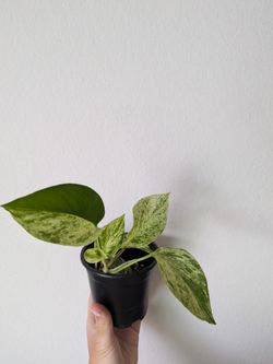Marble Queen pothos