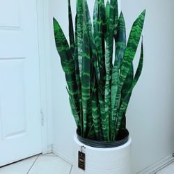 Very Full/Healthy Sansevieria Black Coral Snake Plants Give Out The Fresh Air And Take Away The Bad One - 3’7” tall -  Ceramic Pot Not Including 