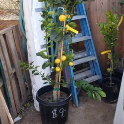 Fruit Trees