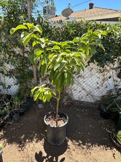 Avocado Tree