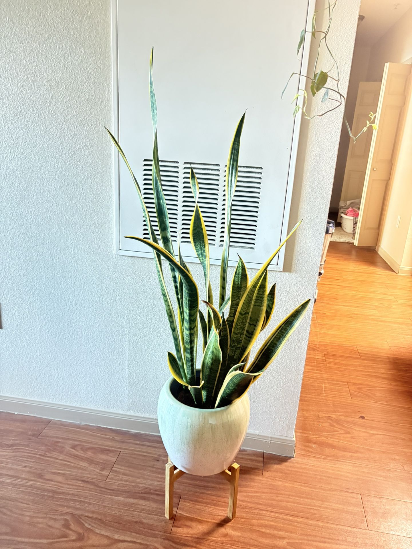 Snake Plant/ Lengua De Suegra Planta