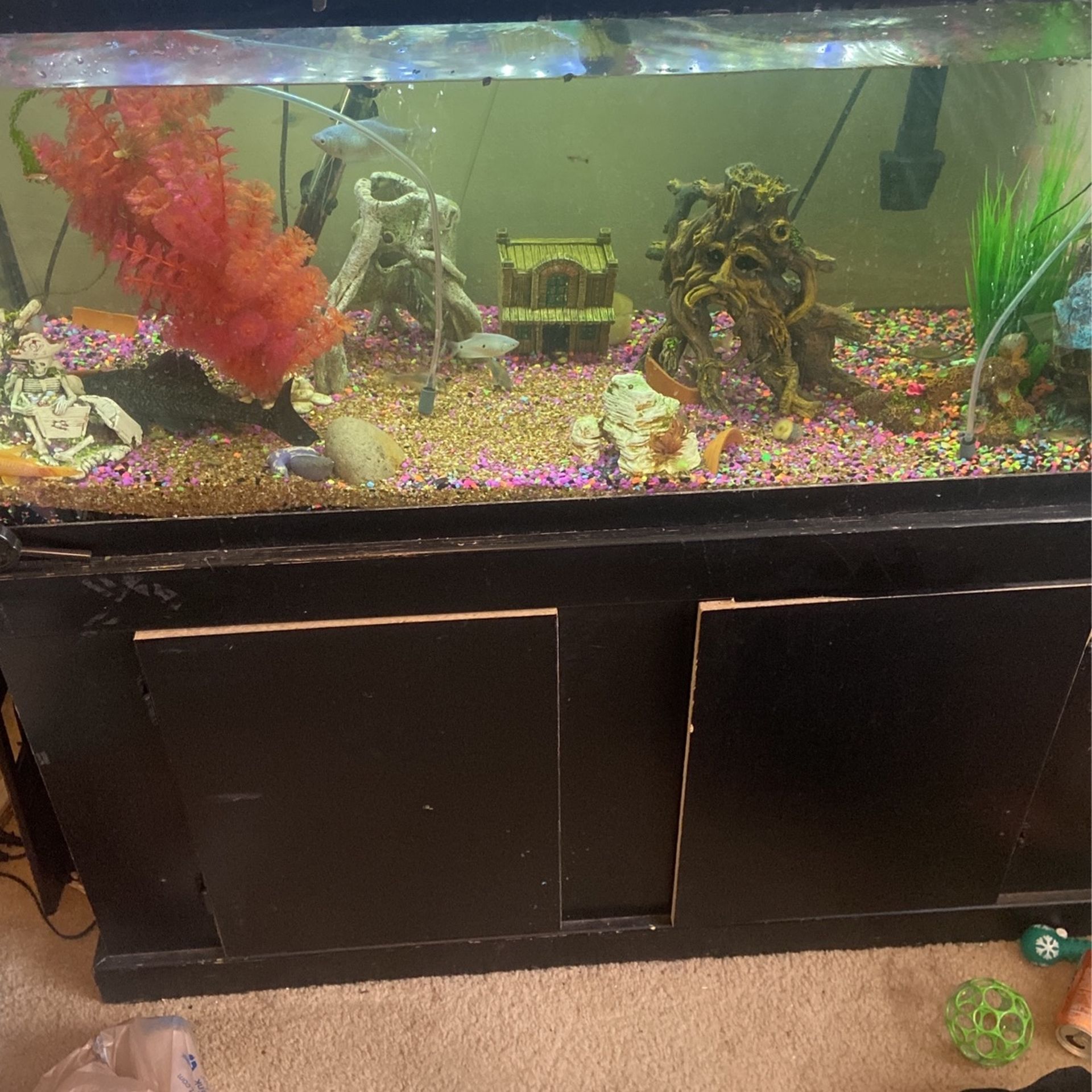 Fish Tanks For Sale