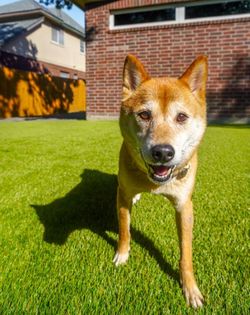 🐶 PET TURF SPECIALISTS – WATERLOO TURF SCOTTSDALE 🐾