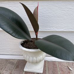 Thriving Ficus Rubber Tree Plant
