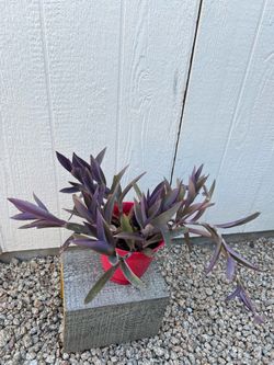 Purple Heart Plant