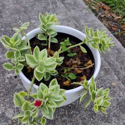 Baby Sun Roses Variegated Plant 