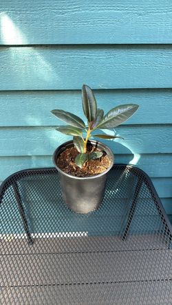 Ficus
